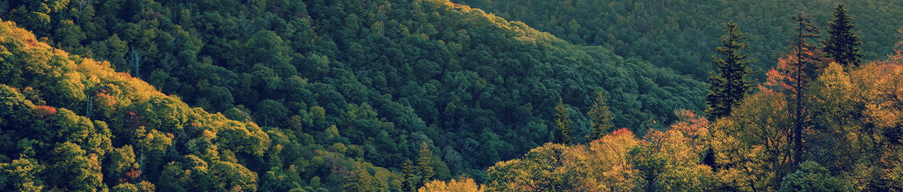 Trees and shrubs on a range of hills in the fall