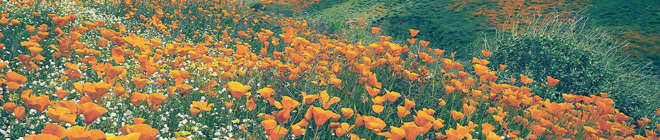 A field of flowers blooming in the spring