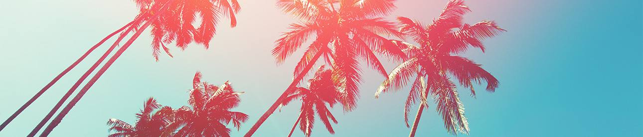 Palm trees against the sky in the summer